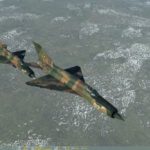 Training flights with MiG-21